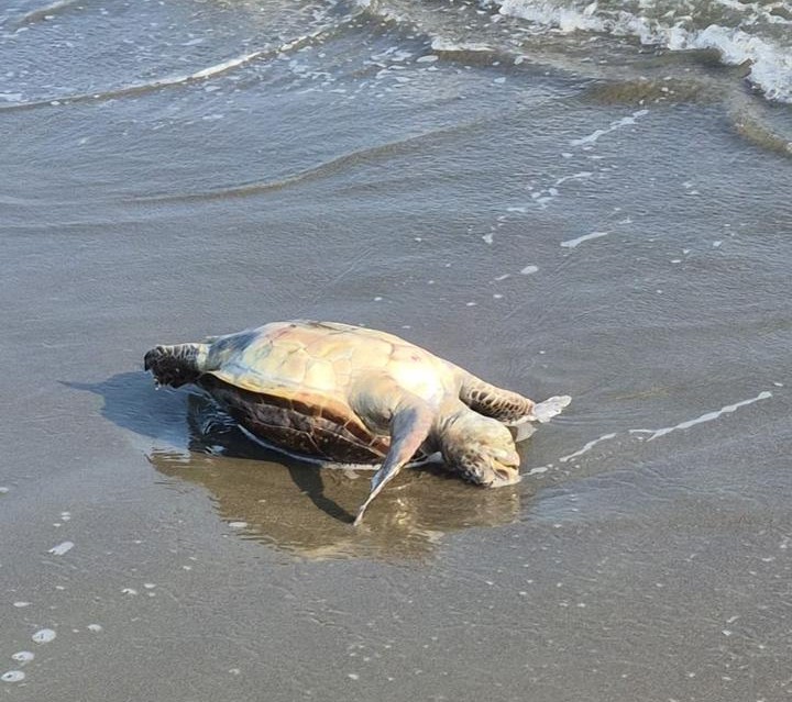 Dynamite fishing — Dynamite Fishing Claims Lives of Protected Turtles Near Larnaca