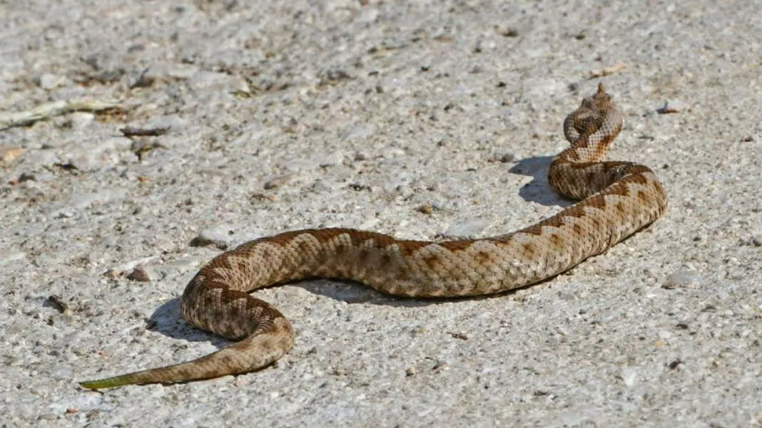 Snake bite — Civil Defence Saves Man from Snake Bite and Heat Stroke in Limassol
