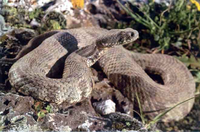 Snake risk — Civil Defence Alerts Public to Increased Snake Risk in Dense Vegetation
