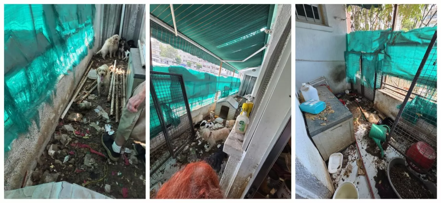 Animal abuse — Limassol Woman Receives Suspended Sentence and Dog Ownership Ban for Animal Abuse