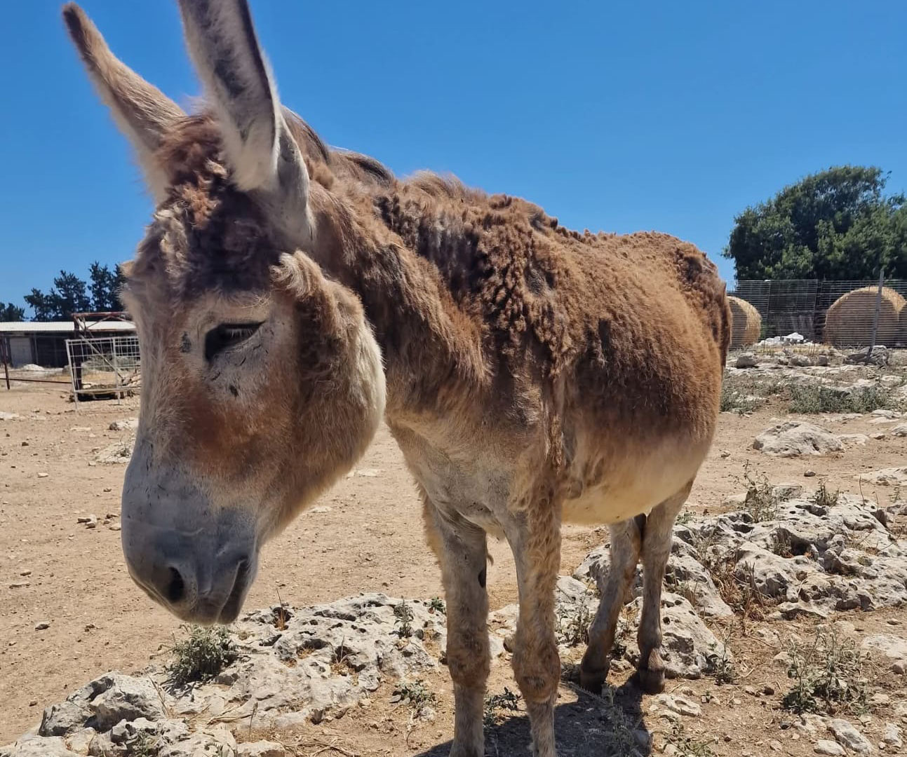 Cinnamon the Donkey: A Mission to Rescue Cyprus’ Beloved Animals