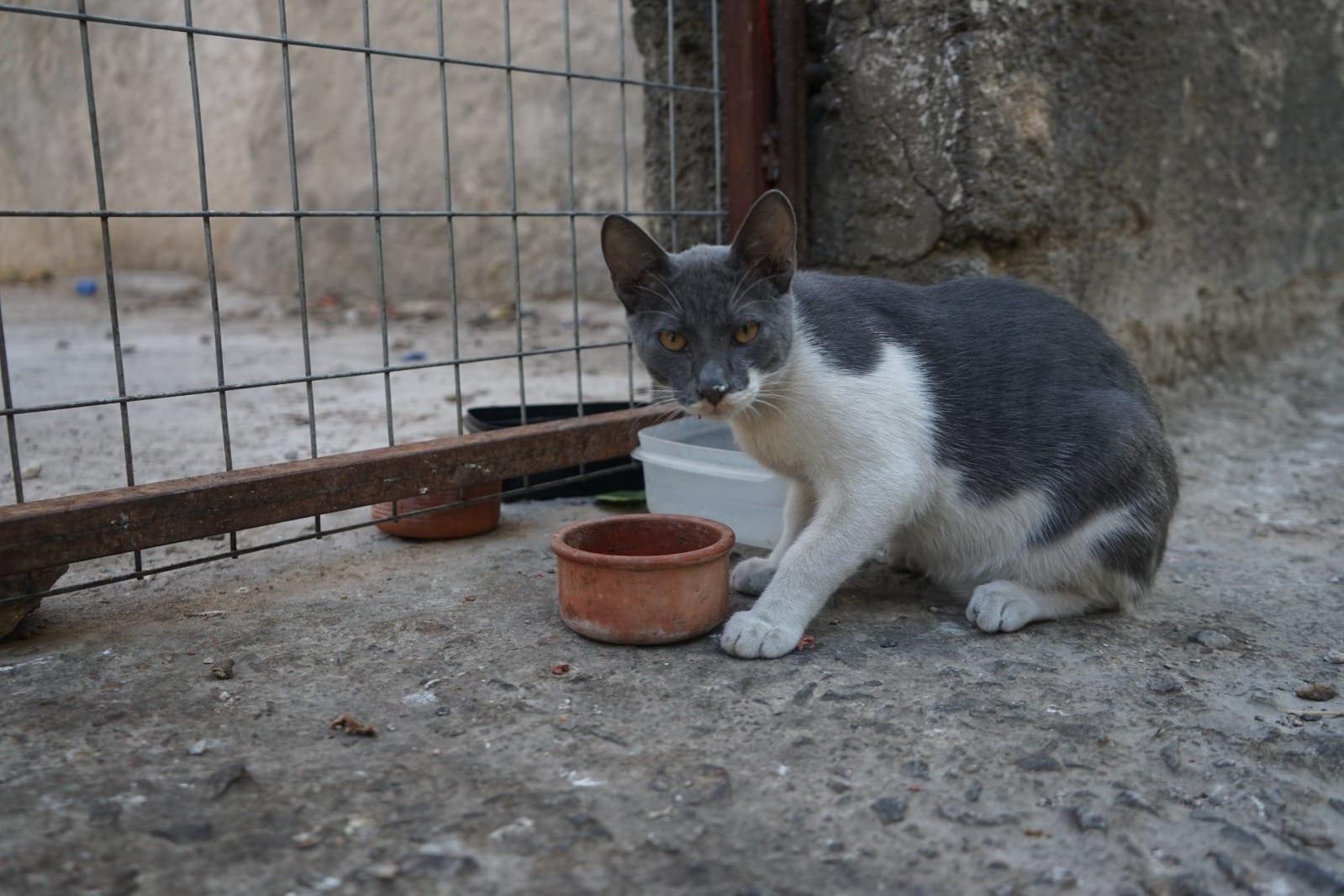 Stray Cat Sterilisation Campaign Launched in Cyprus