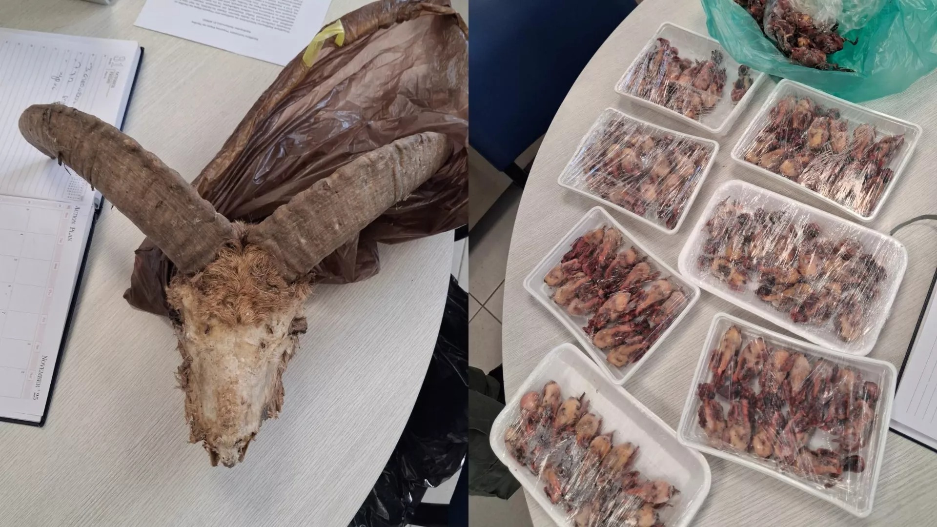 Police Conduct Anti-Poaching Raids, Seizing Over 1,000 Dead Wild Birds