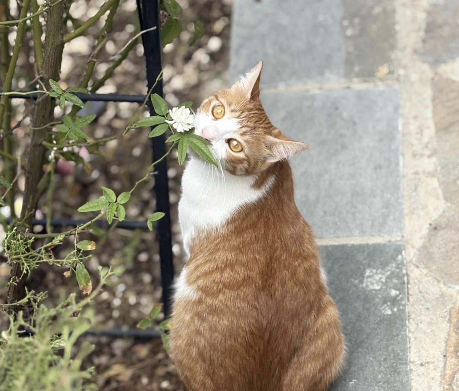 Cyprus Faces Challenges with Upcoming EU Dog and Cat Welfare Regulation