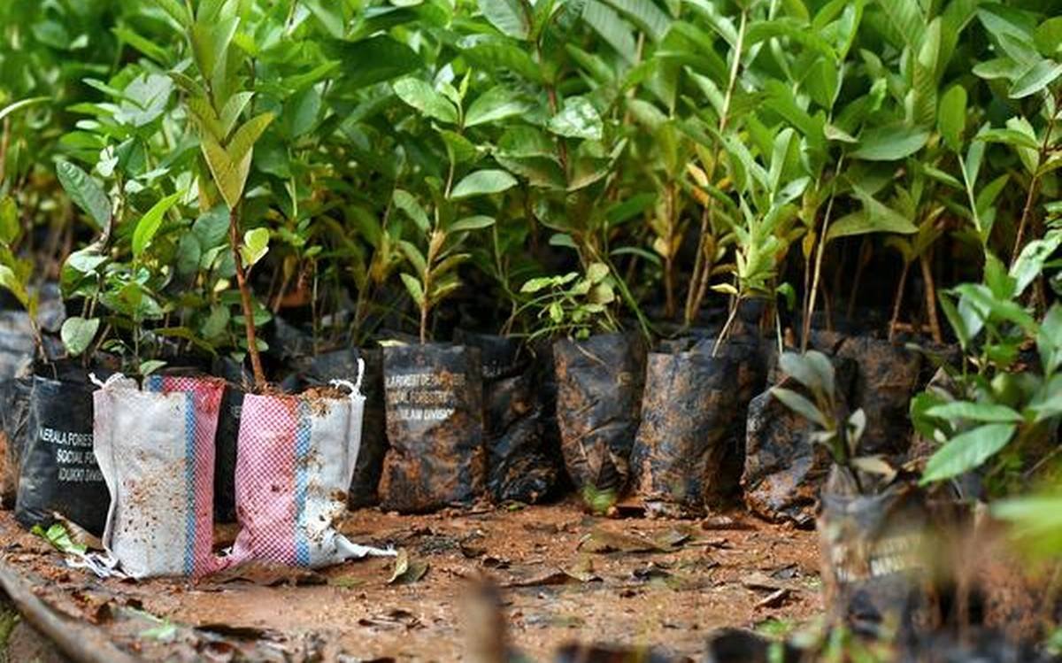 Free tree — Free Tree Saplings Offered to Combat Climate Change in Cyprus