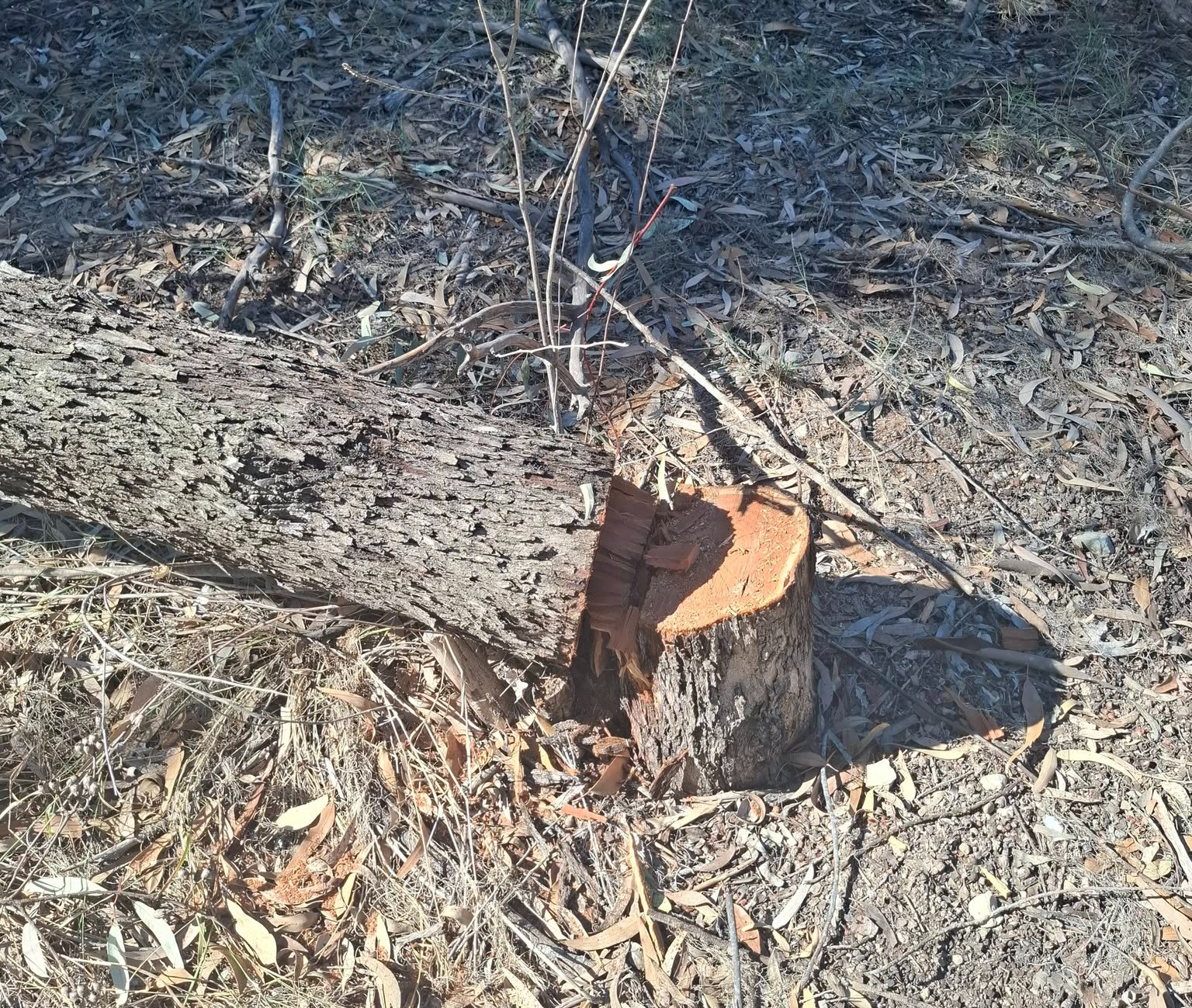 Controversy Surrounds Tree Management at Nicosia’s Academy Forest Park