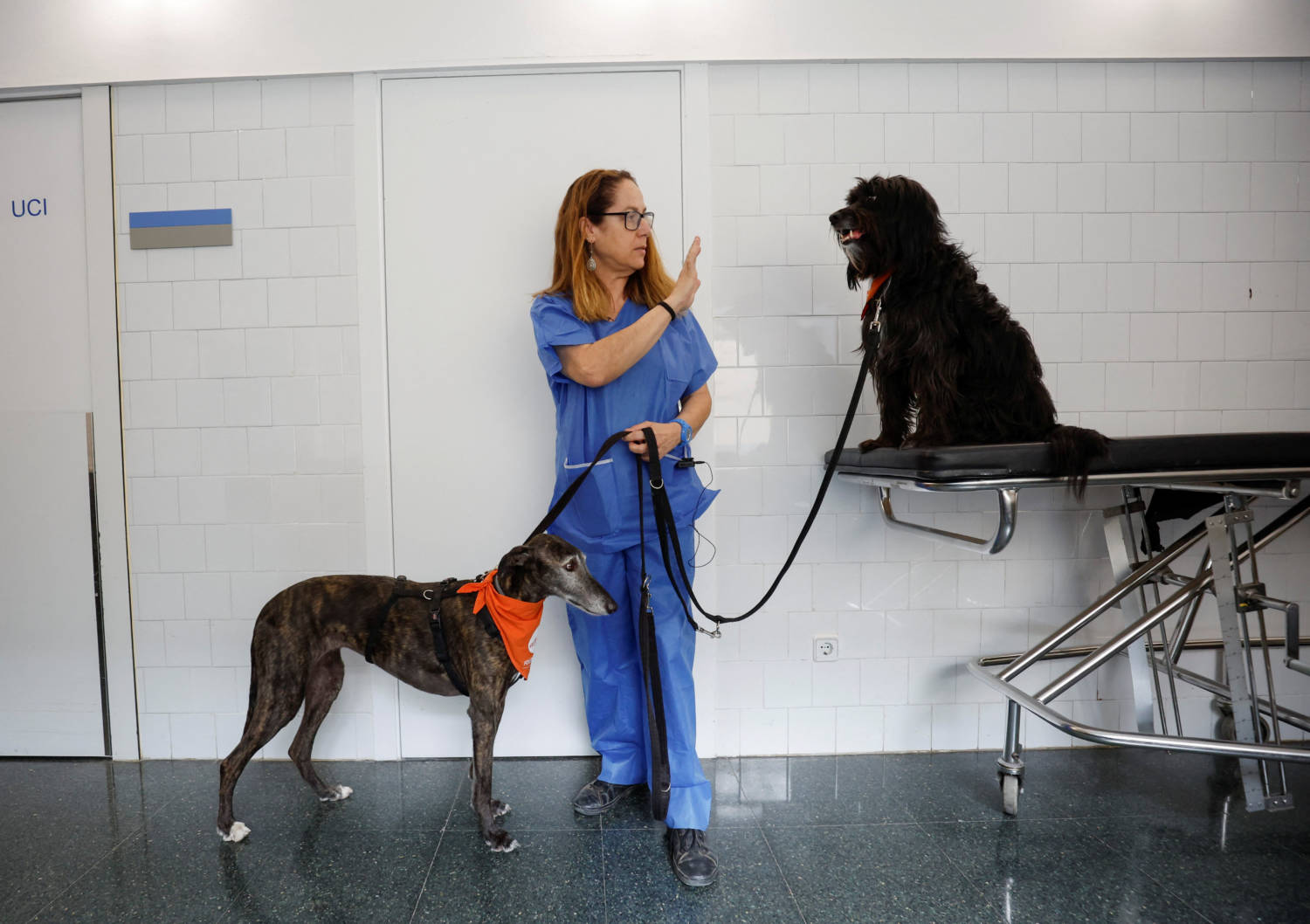 Focused Ultrasound: A Non-Invasive Cancer Therapy for Pets
