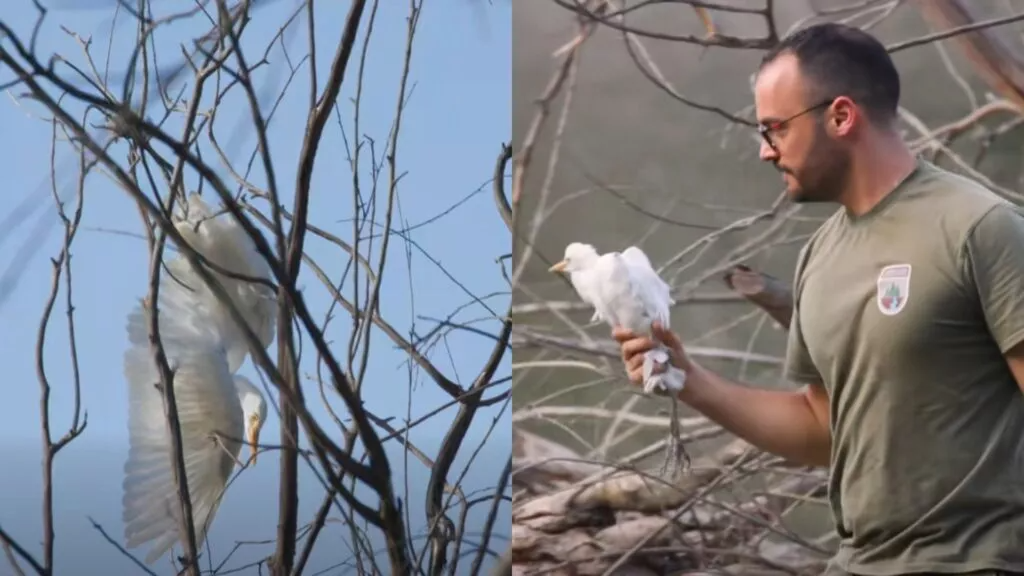 Heron — Forestry Department Rescues Trapped Heron in Athalassa Park