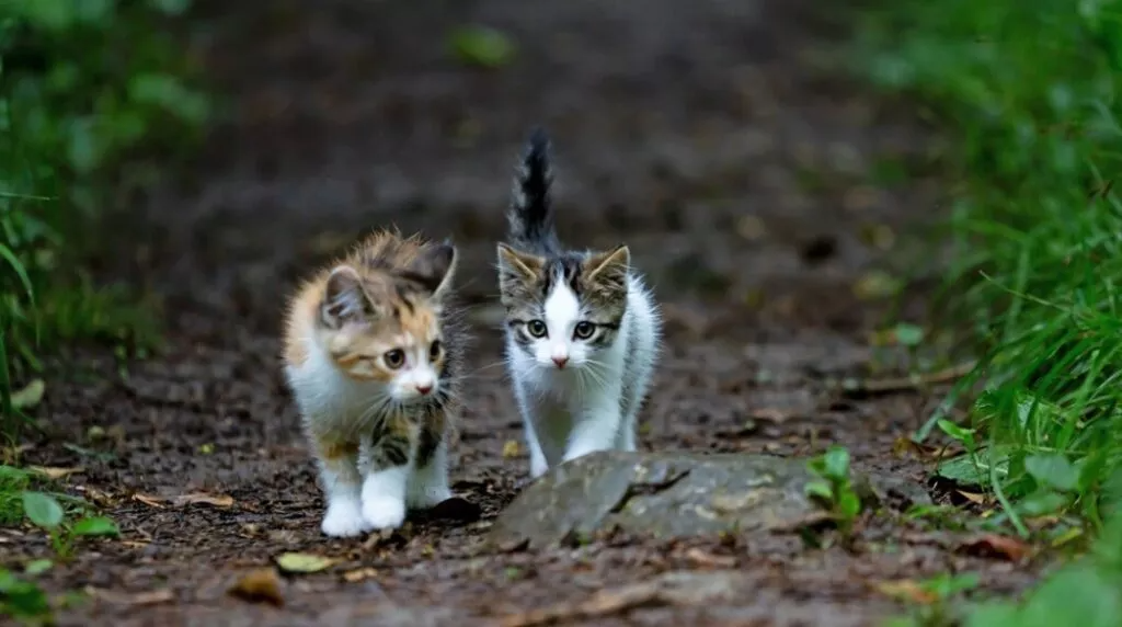 Police Investigate Reports of Cat Consumption in Nicosia