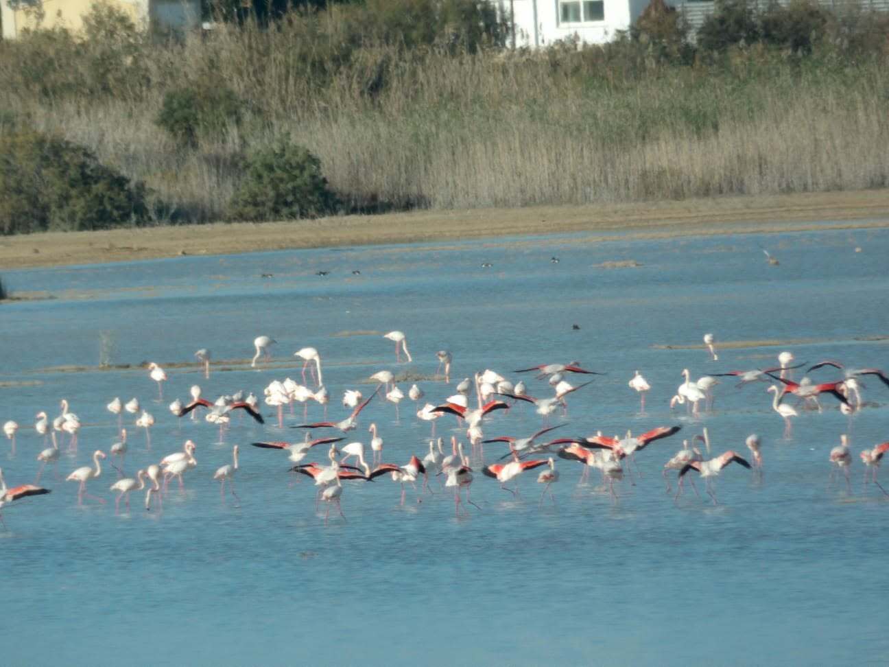 Migratory Flamingos Grace Paralimni Lake Amidst Population Concerns