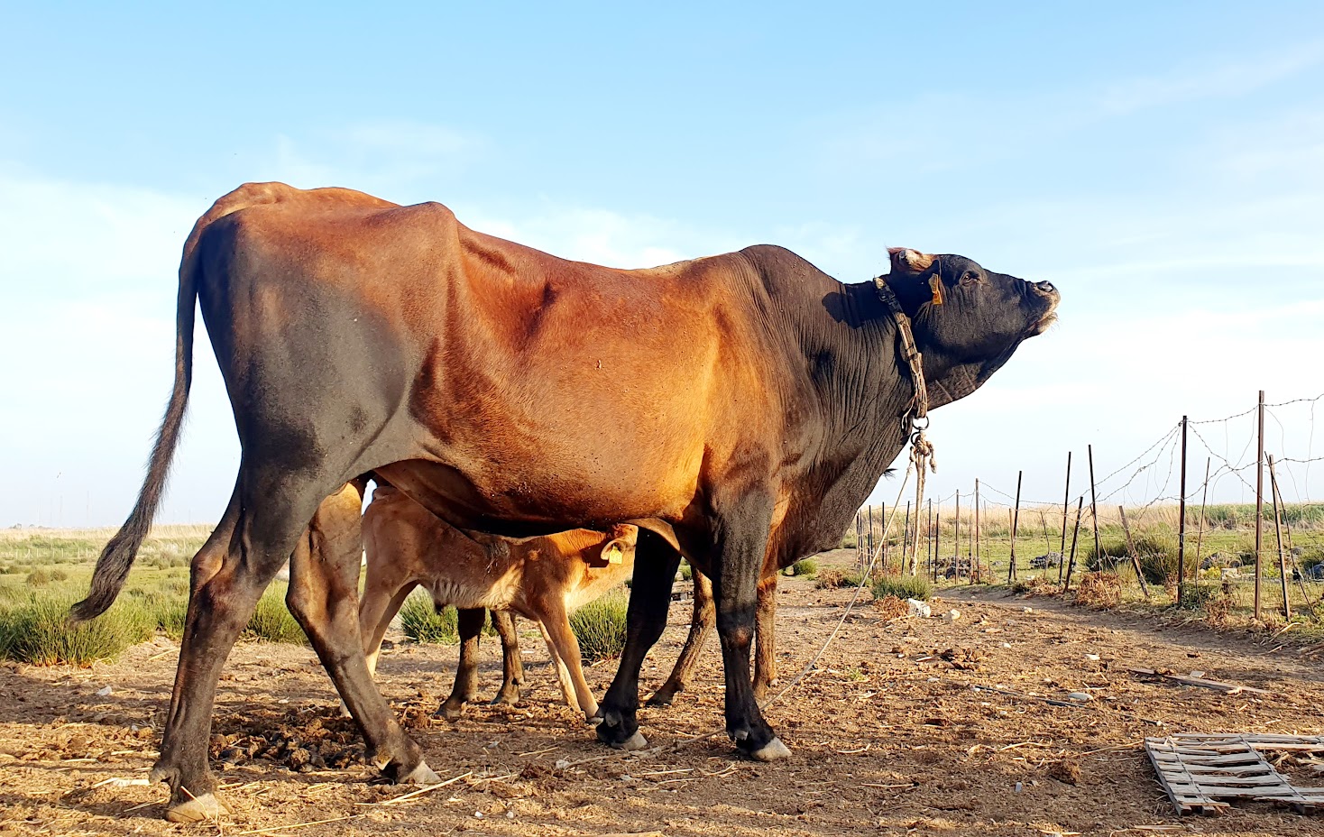 Cyprus cows: Cyprus’ Cows Celebrate Heritage in New Documentary