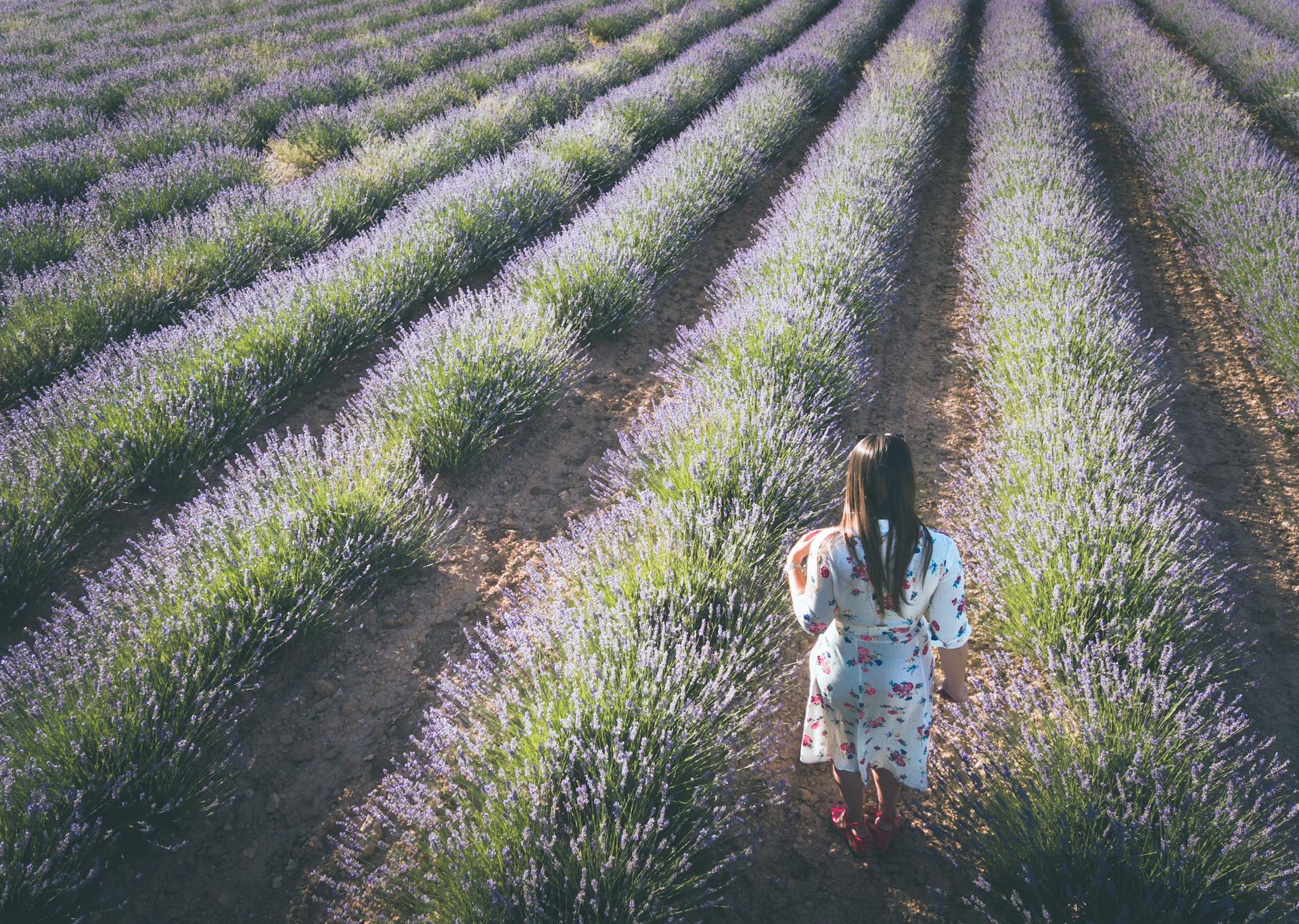 Agricultural payments — Agricultural Payments in 2025 Total €138.7 Million