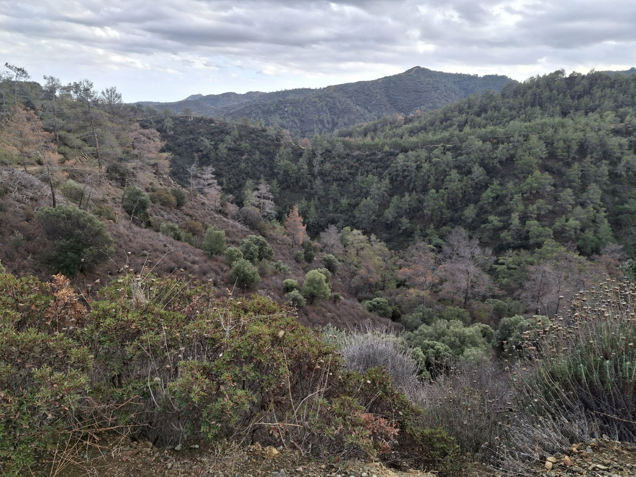 Alarm Bells Ring for Wild Mushroom Foraging in Cyprus