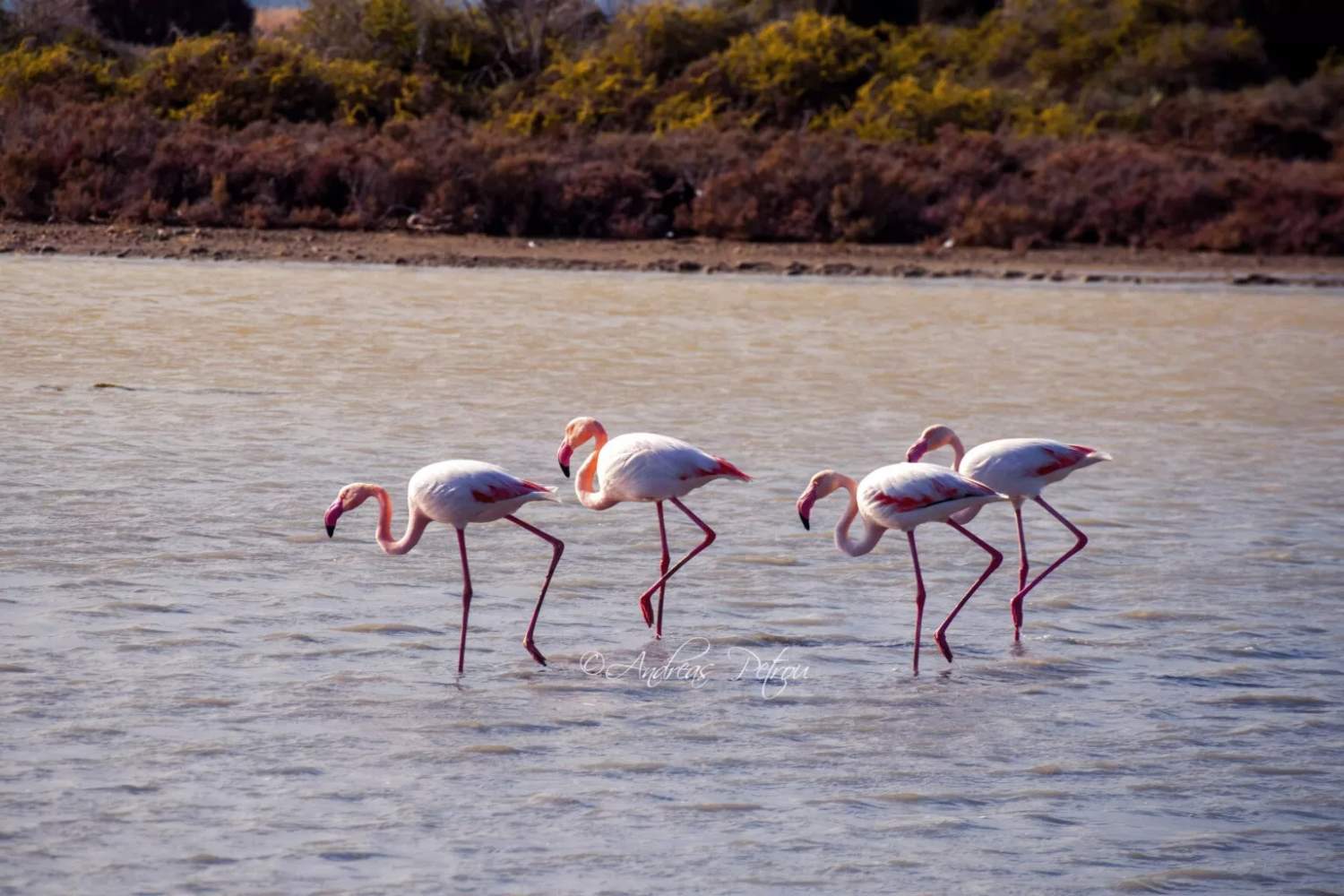 Flamingo Numbers Plummet to 47 as Cyprus Wetlands Face Crisis