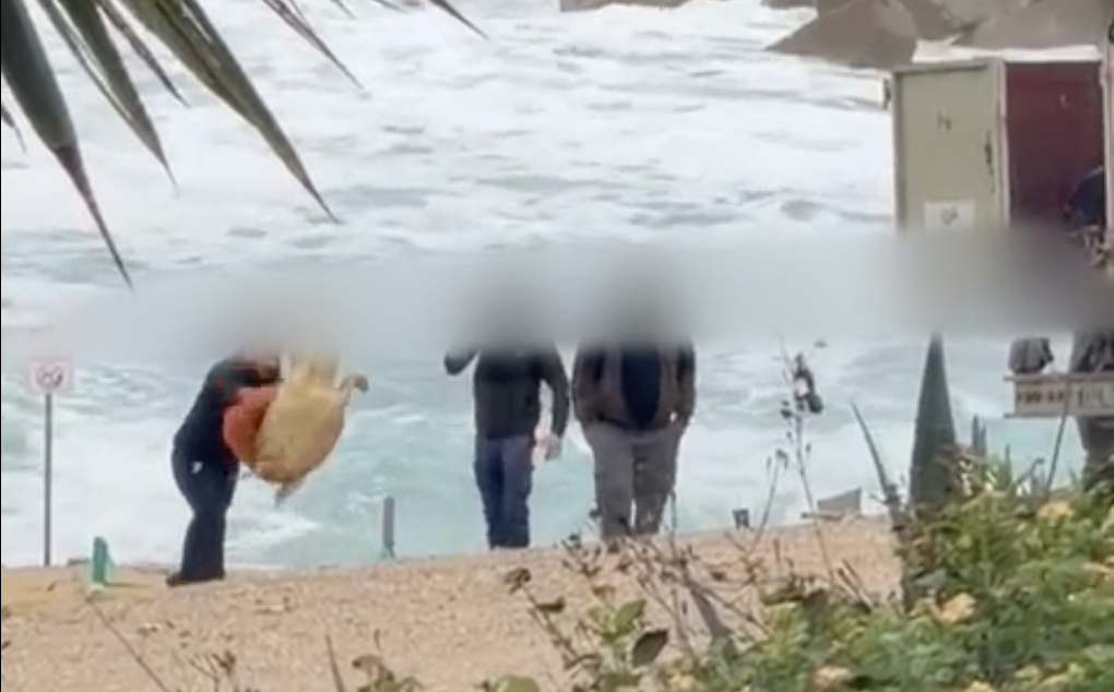 Video Captures Men Mishandling Sea Turtle in Chlorakas