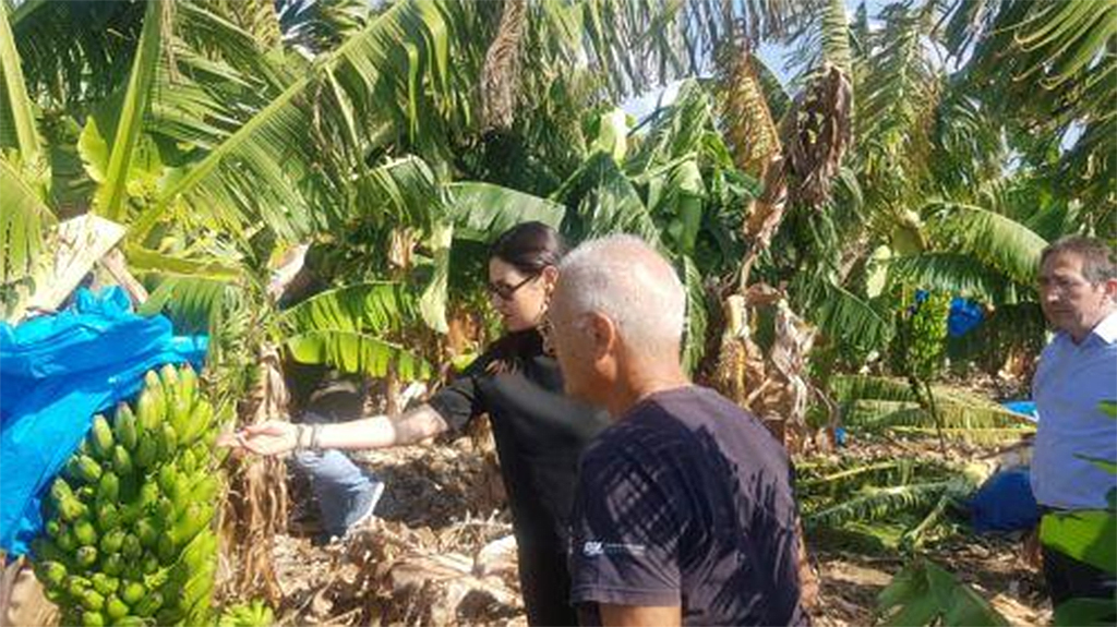 Paphos banana — Paphos Banana Farmers Call for Protection Amid EU-Mercosur Trade Deal